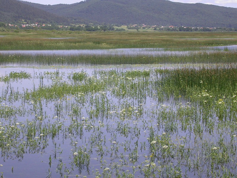 Cerknisko Jezero periodical lake 5.JPG